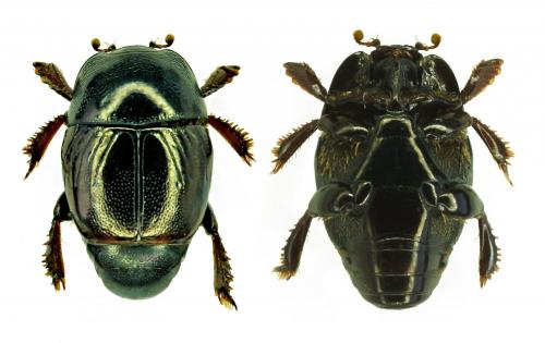 Hypocaccus crassipes